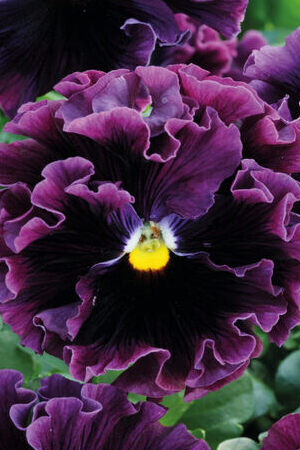 Pansy Frizzle Sizzle Burgundy (174)- едроцветна къдрава теменужка